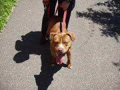 6/28/12 Duke Needs Out Transport Available. Clic Pic