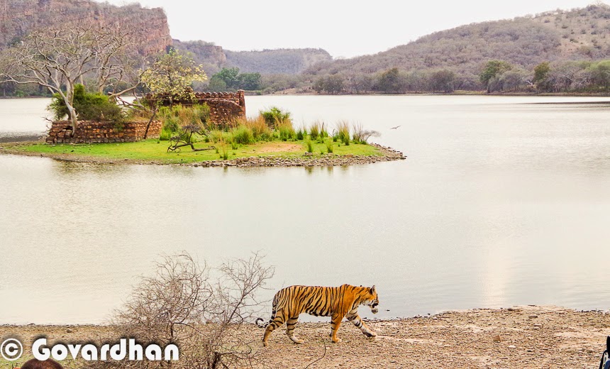 Tiger Tourism in India is much talked topic an there were some discussions that Tiger Tourism will be banned in India. India has maximum number of Tigers in the world and hence it attracts a lot of tourists from various parts of the world. This Photo Journey shares some facts about Tiger Tourism in India and how various wildlife stakeholders think about it. Since Tiger count was decreasing in the past, Indian court had given a judgement to stop tourism in core Tiger reserves and folks responded to this judgement very differently. Statistics show that National parks which are most frequently visited by Tourists have high count of Tigers over a period of time. And Tigers have disappeared from regions where there was hardly any tourism. Recently I met a Wildflife Conservation officer and he had the same opinion that many of the things in our country are preserved only because of Tourism - be it the Heritage like Taj Mahal, or Wildlife.   Some of the popular Tiger Rserves in India are - Corbett in Uttrakhand; Ranthambore in Rajasthan; Kanha, Bandhavgarh & Panna in Madhya Pradesh, Kaziranga in Asam, Meighat in Maharashtra; Bandipur in Karnataka; Periyar in Kerala; Nagarajunasagar Srisailam Tiger Reserve in Anhdra Pradesh. There are approximately 40 tiger reserves in India. Tiger reserves are set up throughout India to provide a protected environment for animals still in the wild. Resorts and villages were set up for tourists, local as well as foreign, to see the tiger habitats and perhaps catch a glimpse of the big cat. The frequent visits inside the forest repel poachers and hence it proved to be a good activity to conserve wildlife. Madhya Pradesh has one of the best tourism eco system because of 6 tiger reserves in the state. Tourism is still on in all of the Wildlife National Parks across the country and encouraging for conservation of Wildlife, especially Tigers. Tiger Tourism is very important for India and hence it's conservation as well. Many of the NGOs, individuals, government authorities have joined hands towards conservation of Tigers in our country. And because of great efforts for #SaveOurTigers, we have been able to increase the count of Tigers in past fewyears. Tiger Tourism is win-win situation for everyone - For folks involved in tourism activities earn good money which boosts overall economy of our country, the conservationists are happy that count is increasing with time and there is less risk to the tigers in various core forests in the country. In National Parks like Ranthambore, lot of foreign tourist visit every year. There are various tourists who visit some of the selected national parks every year and prefer to have multiple Safaris inside the forest areas.Landscapes of different national parks are different hence every national park offers a different experience. Almost everyone of us know folks around us who have visited these Tiger reserves more than once. 
Hope that Tiger Tourism in India keeps growing and for positive reasons. At the same time, we hope that tourists also mature with time and respect nature & wildlife of on earth !!