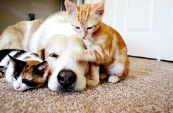 Gifs%2Banimados%2BGato%2Be%2BCachorro%2B