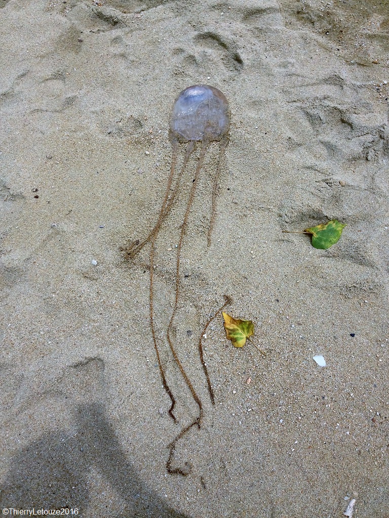 Camille's Samui Info blog Koh Samui, Thailand daily weather update