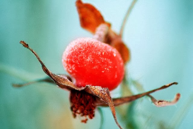 ROSE HIP