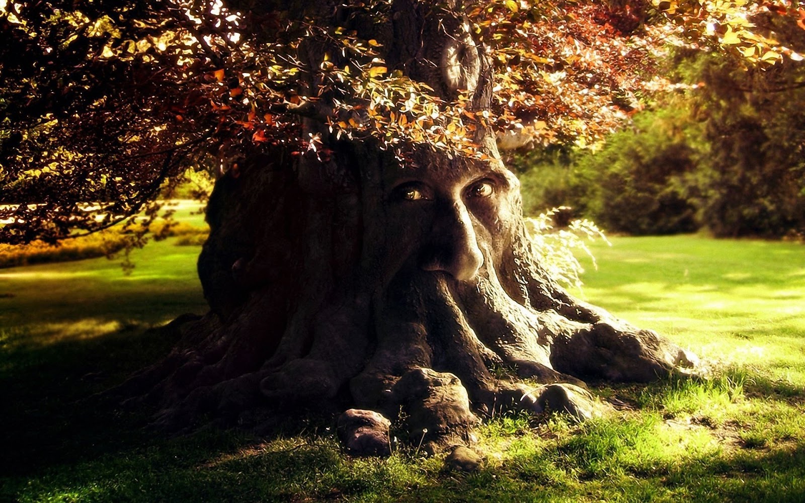 Name A Tree The World’s Oldest Living Tree Or Organism Is (80,000
