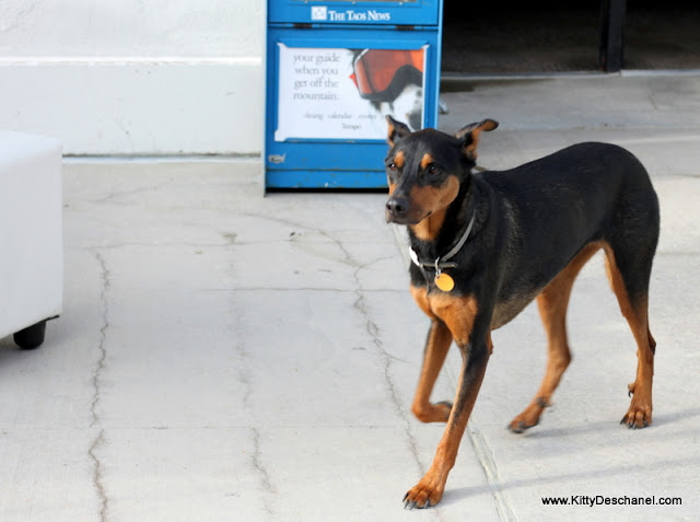 extra guest at the taos summer wine fest