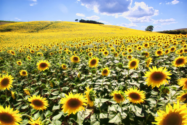 Sunflower fields of Tuscany Italy