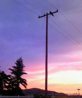 koolpiccs: Peacock Flight