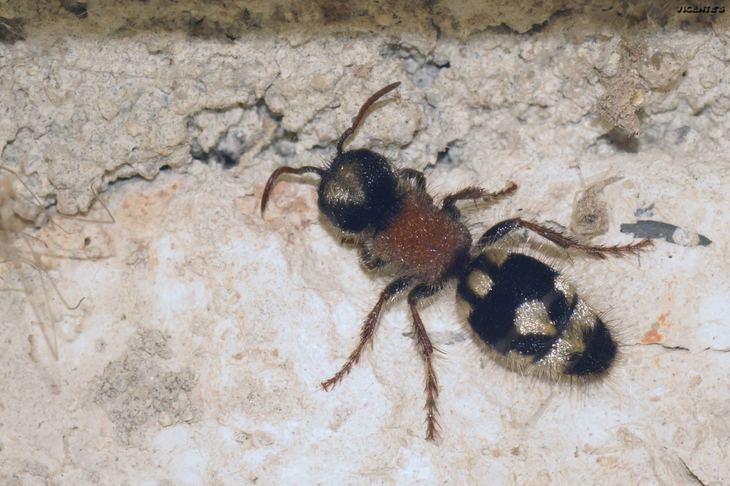 fauna silvestre de hormaza ronisia barbarula fauna silvestre de hormaza ronisia barbarula