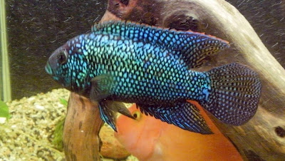 Cíclido Jack Dempsey Cíclido Jack Dempsey