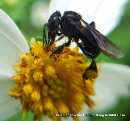 Pokok Bunga Biden Kelab Lebah Kelulut