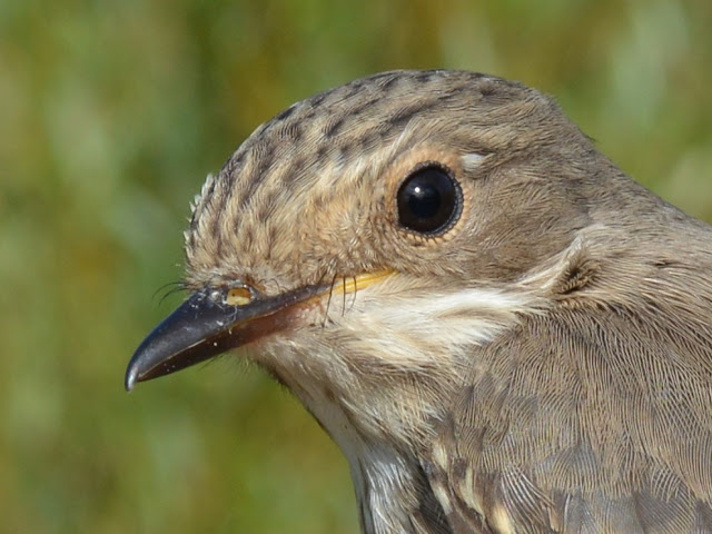 Spotted Flycatcher 11/09/16, © P J Alker