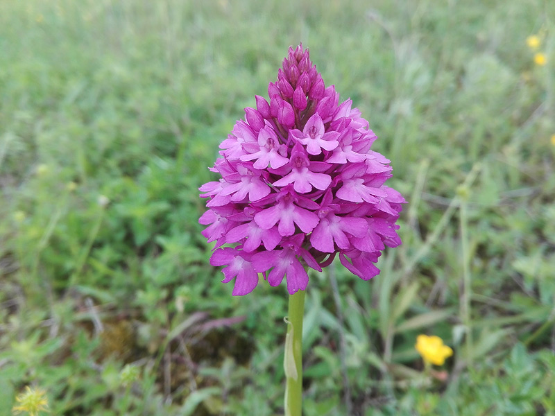 balade de printemps