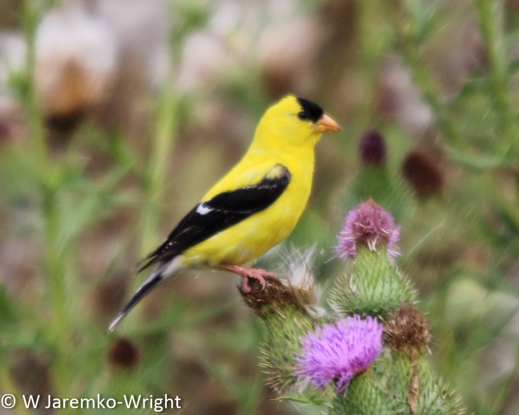 Nature Southwest National Conservation Training Center A week of