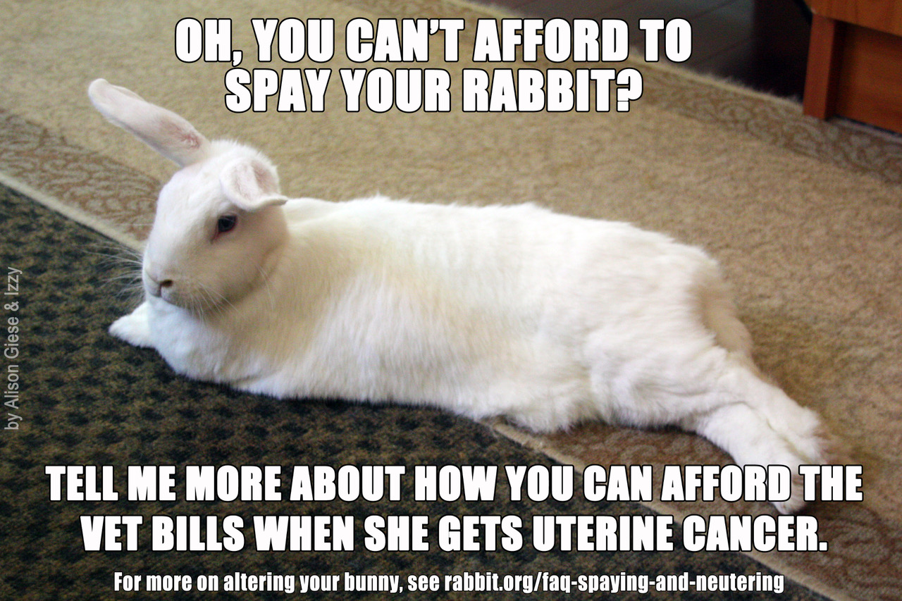 Rabbit Ramblings Bunny advocacy memes