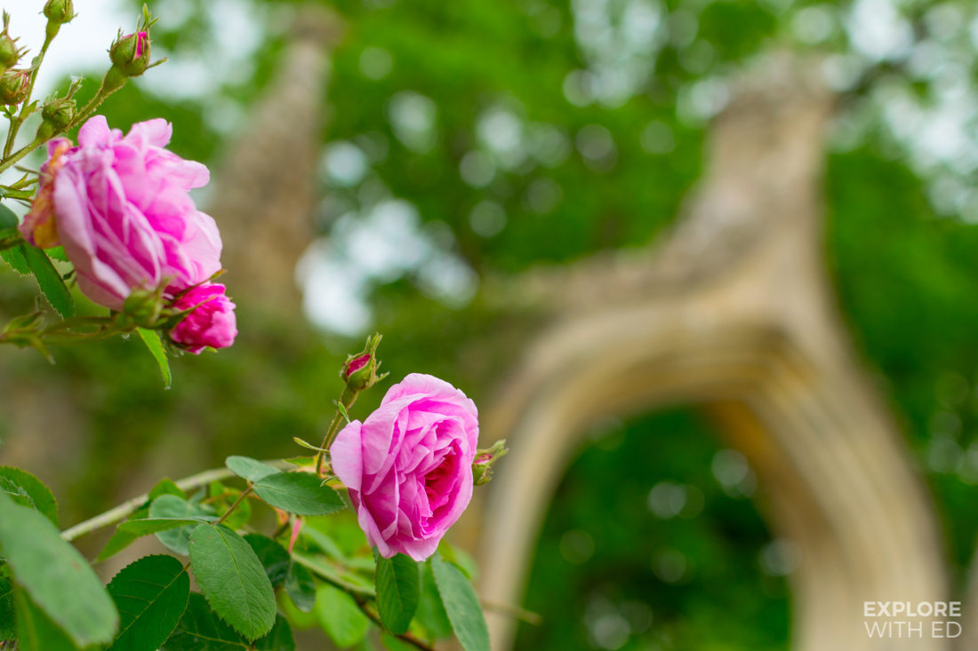 English Roses
