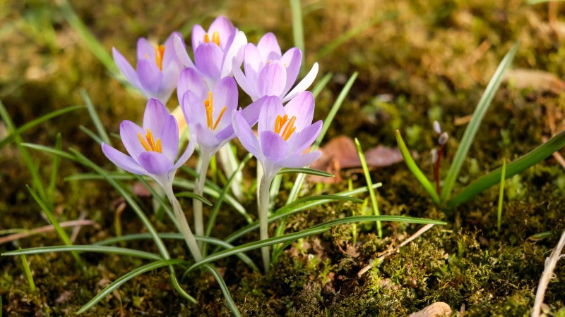 Spring Crocuses