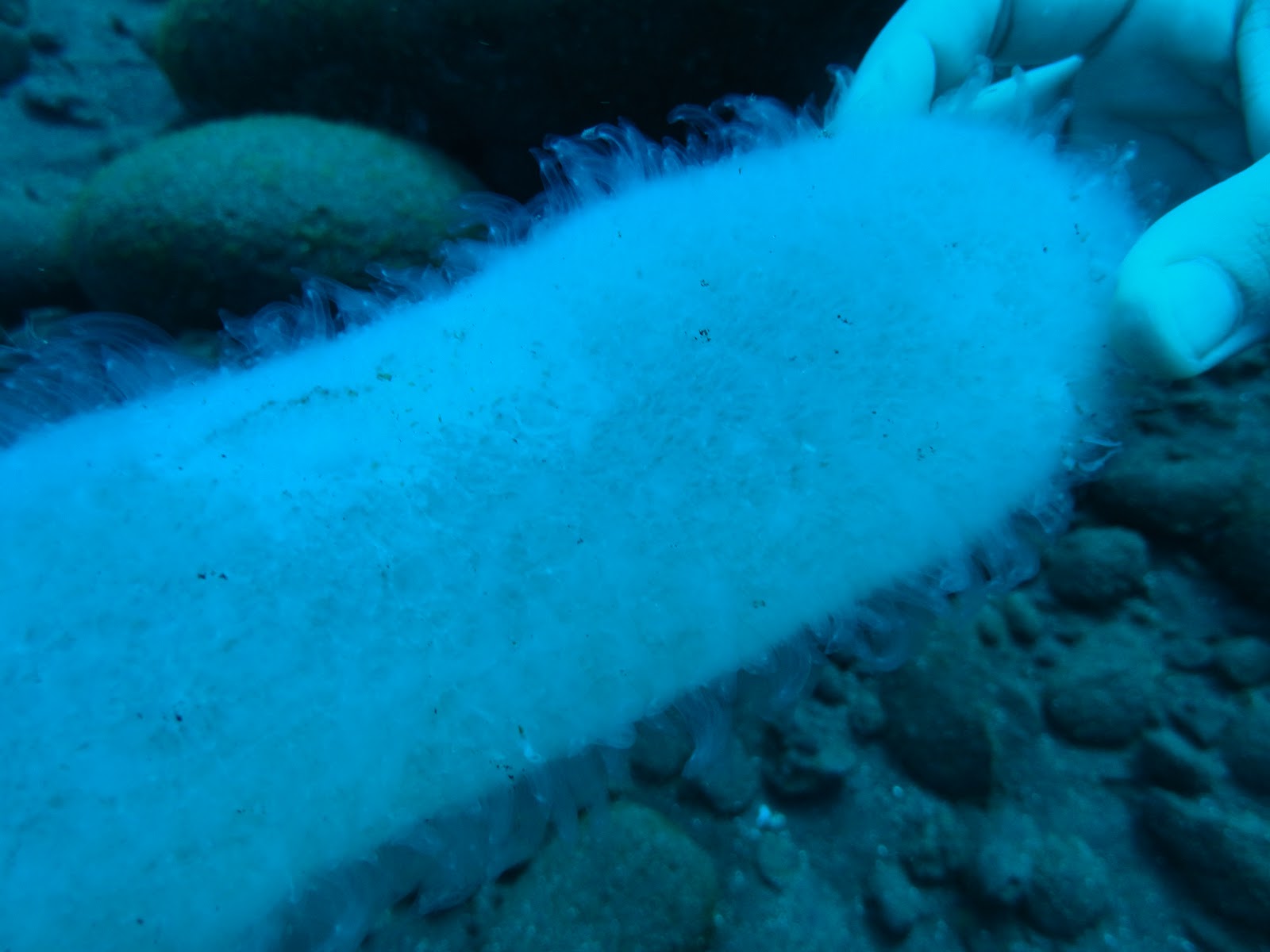 Achados do Mar dos Açores Pyrosoma atlanticum, uma colónia deambulante