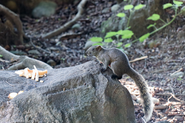 台中東區東峰公園(228紀念公園)兒童遊戲區、體訓場,綠意盎然休閒好去處 台中東區東峰公園(228紀念公園)兒童遊戲區、體訓場,綠意盎然休閒好去處