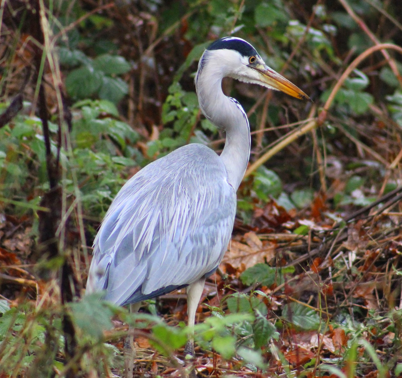Gossip: Her first naked outdoor photo-shoot - and it was cold and wet