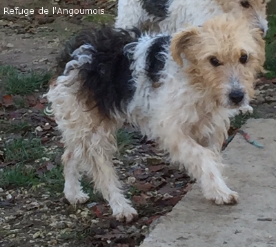 FOXIE - fox terrier 5 ans - Refuge de l'Angoumois à Mornac (16) Foxie_16