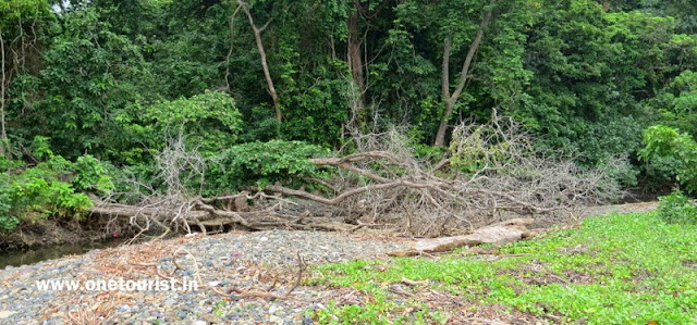 saddle peak trek , andaman and nicobar saddle peak trek , andaman and nicobar