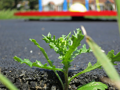 Groundsel growing at the edge of springy tarmac surface by bright children's roundabout.
