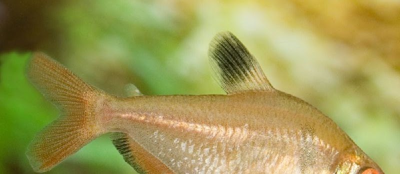 Panduan Lengkap Budidaya Ikan Hias Serpae Tetra