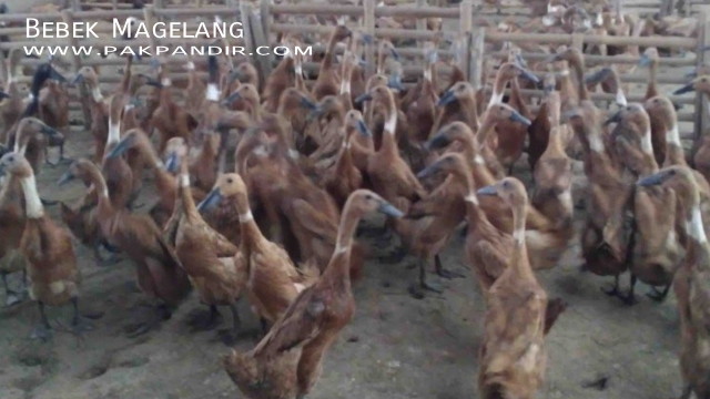 Itik Bebek Petelur Lokal Magelang Bebek Petelur Lokal Magelang Jenis Itik Bebek Petelur Ungul Bebek Pedaging Cara Ternak Bebek Bebek Entok Itik