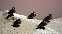 The Wetlands, Isabela Island, Galapagos