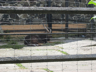 антилопа в ровенском зоопарке