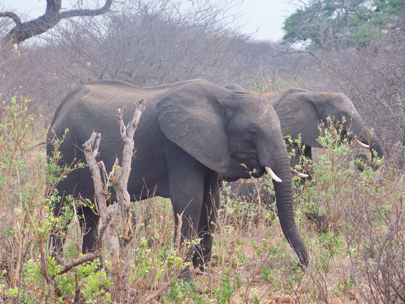 Adventures In Zimbabwe Fauna