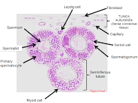 Testicle Diagram Testicle Diagram