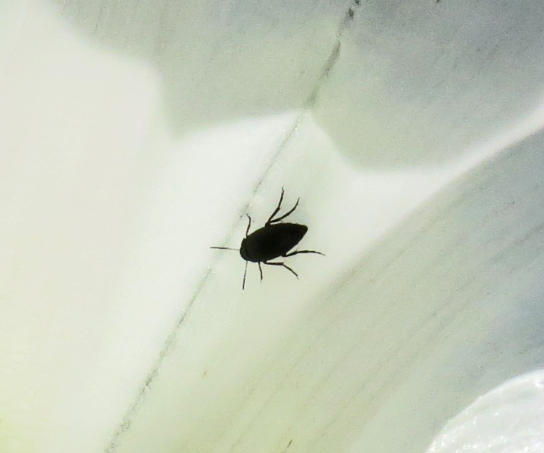 Little black insect on bindweed flower