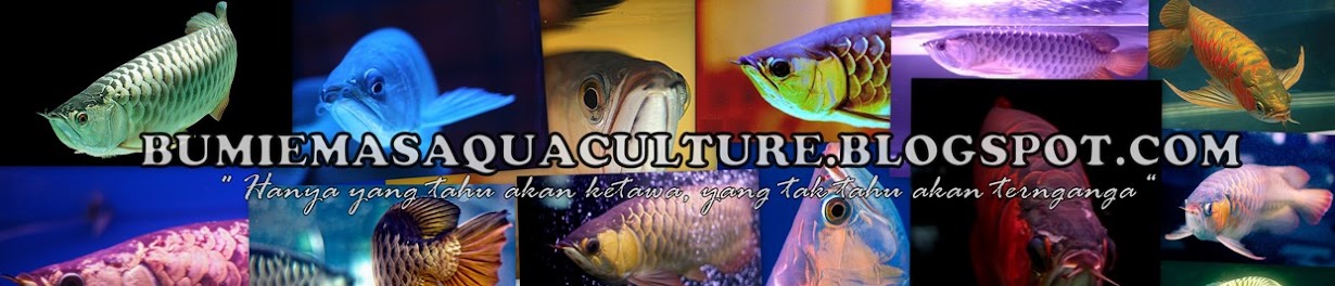 Bumi Emas Aquaculture (BEA) ~ Arowana