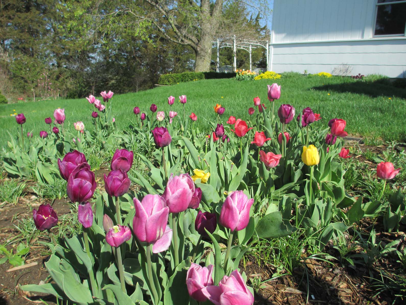 Garden Fancy Spring is here, and it's Tulip Time!