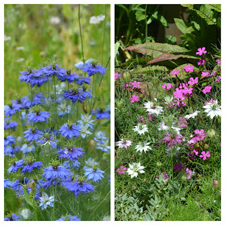 Nigella damascena Love-in-a-mist