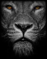 Resultado de imagen de la chica del león negro