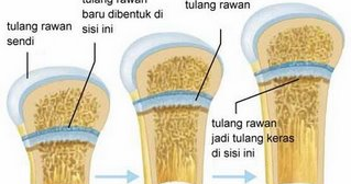 Pengertian Tulang Rawan Struktur Ciri-ciri Dan Jenisnya