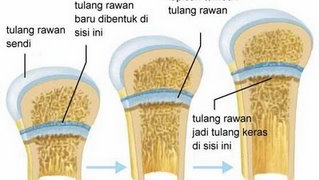 Pengertian Tulang Rawan Struktur Ciri Ciri Dan Jenisnya