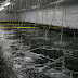Texas shrimp farmers try new technology to prevent disease