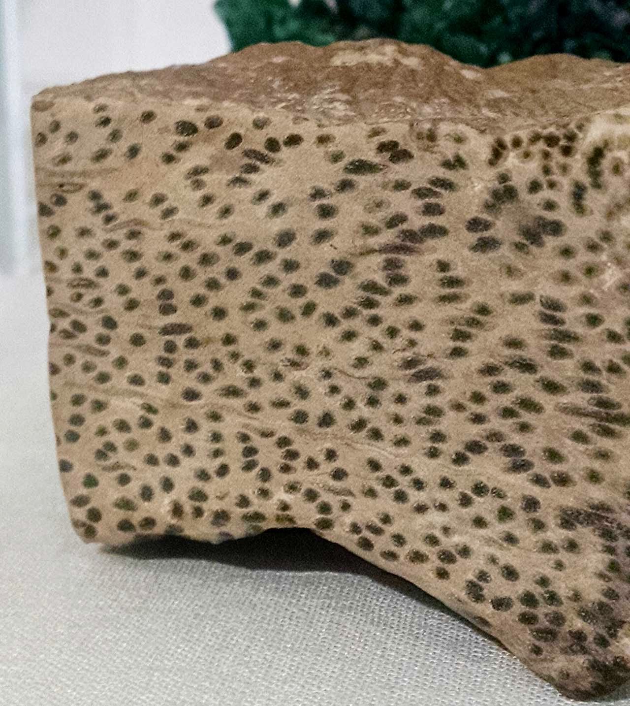 Louisville Fossils and Beyond Palm Fossil from Arizona