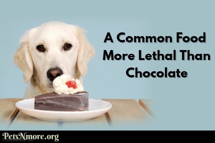 Why This Common Snack Is a Lethal Threat to Your Canine Companion