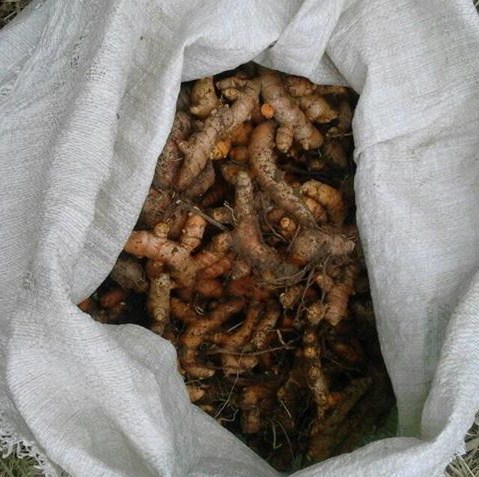 Manfaat Curcumin