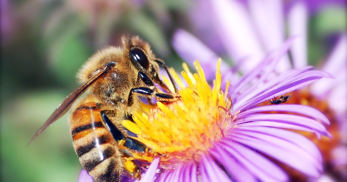 Cara Budidaya Lebah Madu