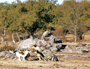 Animales/Naturaleza.