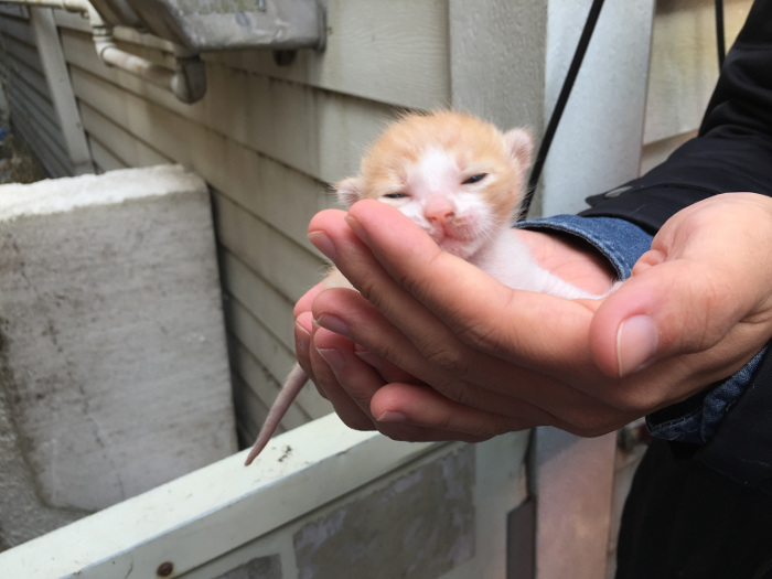 como reemplazar solfa syllable crema materna de un gato