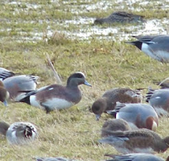 AMERICAN WIGEON-BURTON RSPB-5TH FEBRUARY 2015