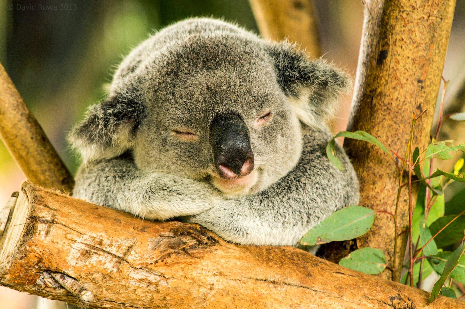 Сколько спят коалы. Коала. Коала зверь. Смешная коала.