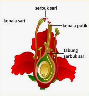 Pembuahan Ganda Pada Angiospermae Info Pendidikan Dan Biologi