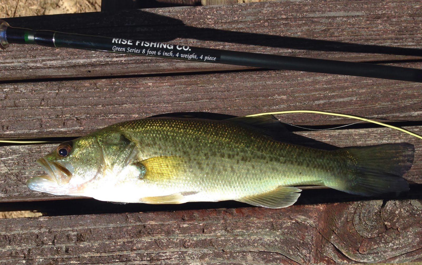 Warm Fly The bass are still taking top water in Louisiana!