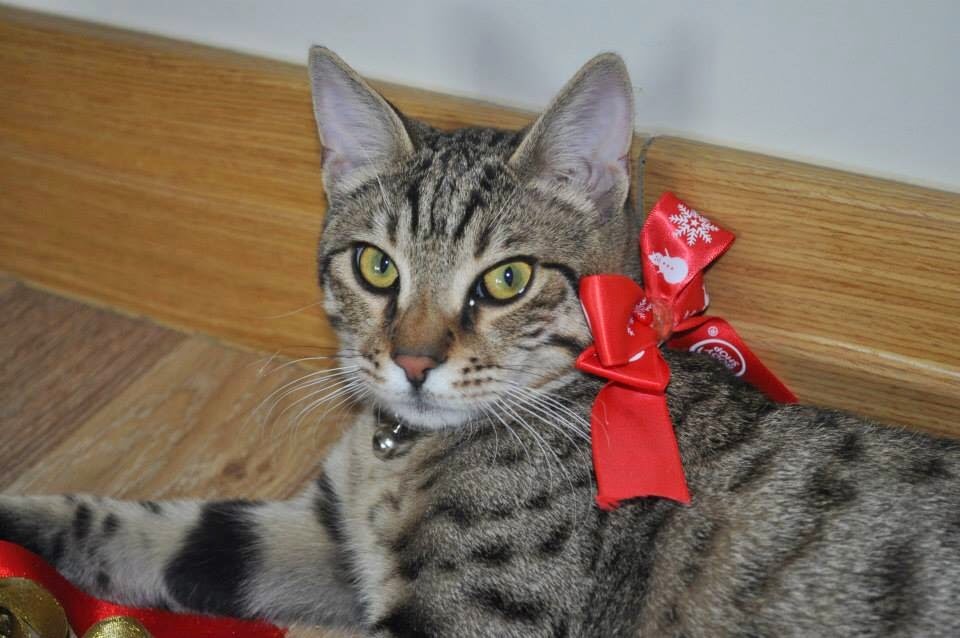 Miskin Kedi Aralık 2014