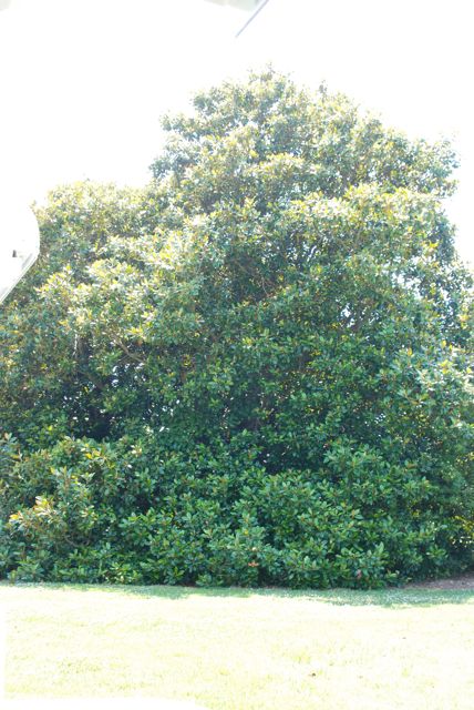 This may not look like much, but in the NBG's magnolia garden this southern magnolia hold a record for its size. We drove by it quickly on the tram tour.